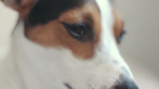 Closeup of the dog muzzle — Stock Video