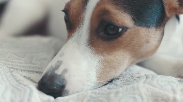 Pieni koirarotu Jack Russell Terrier makaa sängyllä — kuvapankkivideo