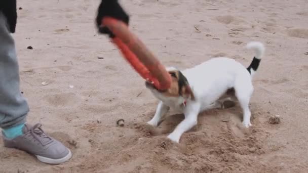 Mujer jugando con perro en la orilla del mar — Vídeo de stock