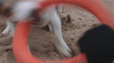 Köpek sahilde bir oyuncakla oynar