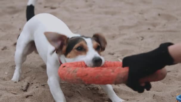 Dog plays with a toy on the beach — Stock Video