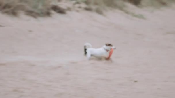 Köpek sahilde bir oyuncakla oynar — Stok video