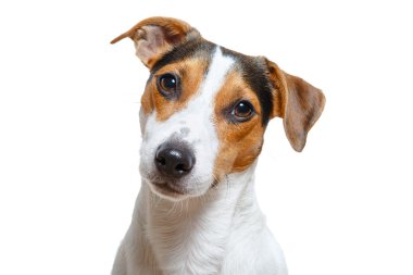Tatlı köpek kameraya bakıyor.