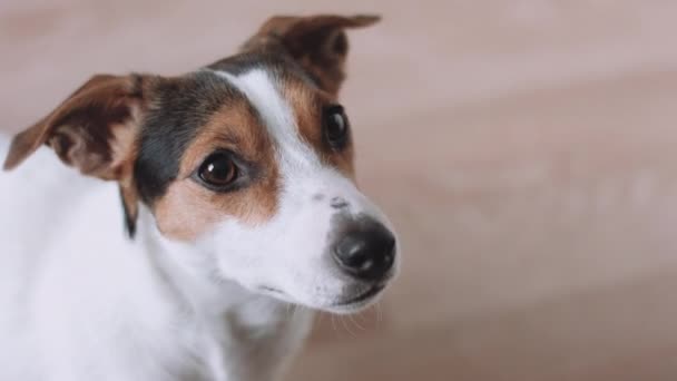 Hond kijkt naar camera — Stockvideo