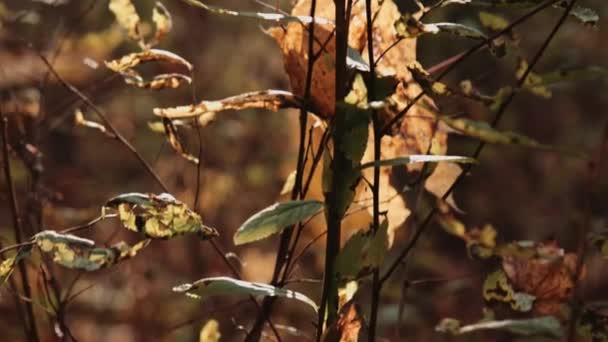 Hojas de otoño en el árbol — Vídeo de stock