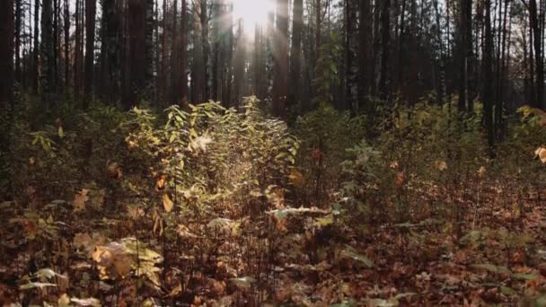 Осенний лес на солнце — стоковое видео