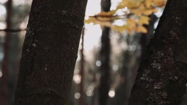 Tronco de árbol en otoño — Vídeos de Stock