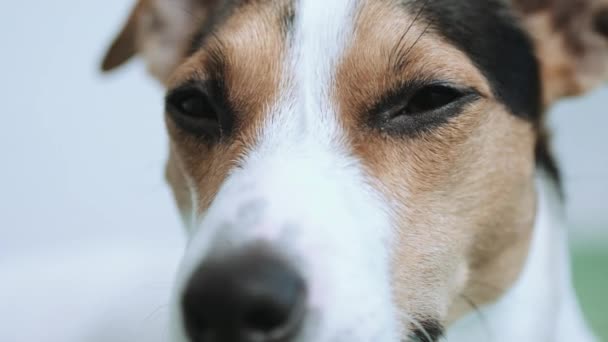 Chien regardant la caméra 
