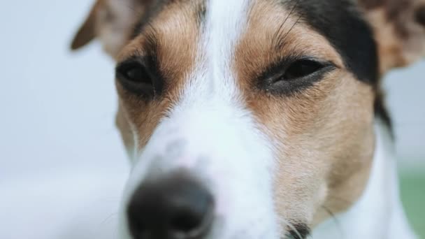 Cão olhando para a câmera — Vídeo de Stock