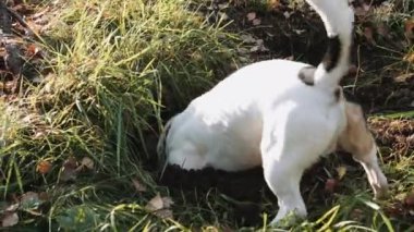 Köpek doğurmak Jack Russell Terrier kadar basit