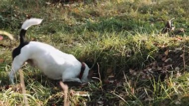 Köpek doğurmak Jack Russell Terrier kadar basit