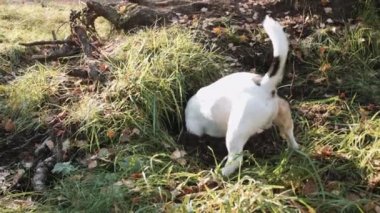 Köpek doğurmak Jack Russell Terrier kadar basit