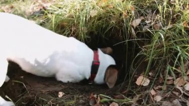Köpek doğurmak Jack Russell Terrier kadar basit