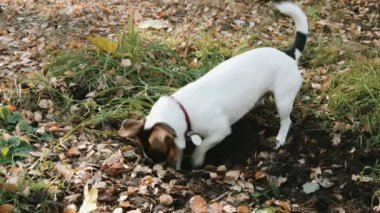 Köpek doğurmak Jack Russell Terrier kadar basit