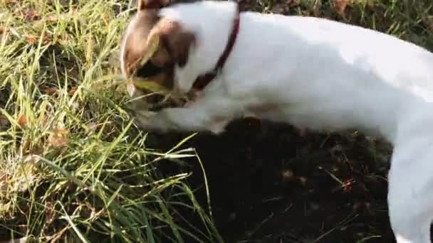 Pies rasy Jack Russell Terrier spacer w parku — Wideo stockowe