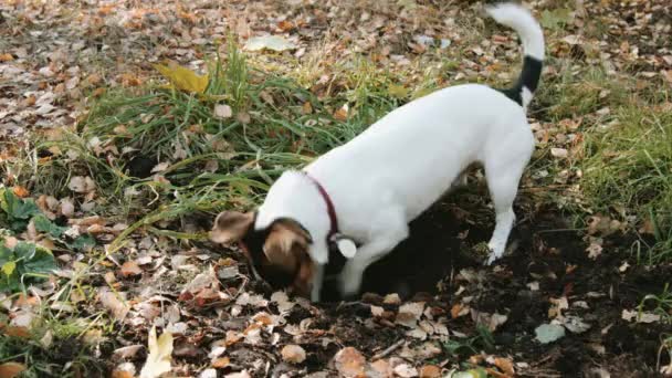 Собака породи Джек Рассел тер'єр Прогулянка в парку — стокове відео