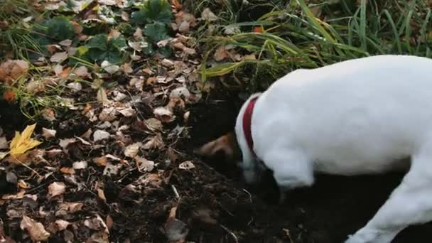 Порода собак Джек Рассел Терьер прогулка в парке — стоковое видео
