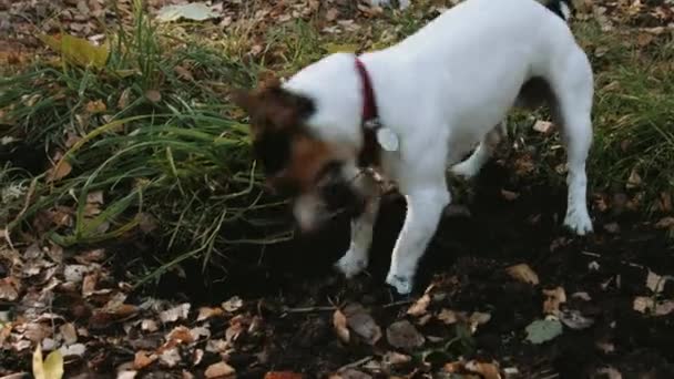 Pies rasy Jack Russell Terrier spacer w parku — Wideo stockowe