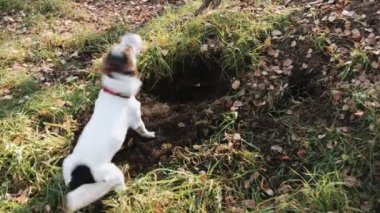 Köpek doğurmak Jack Russell Terrier kadar basit