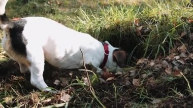 Köpek doğurmak Jack Russell Terrier kadar basit