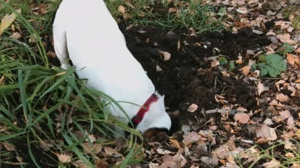 Hund rasen Jack Russell Terrier promenad i parken — Stockvideo