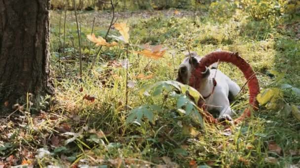 Jack Russell spielen mit orangefarbenem Puller — Stockvideo