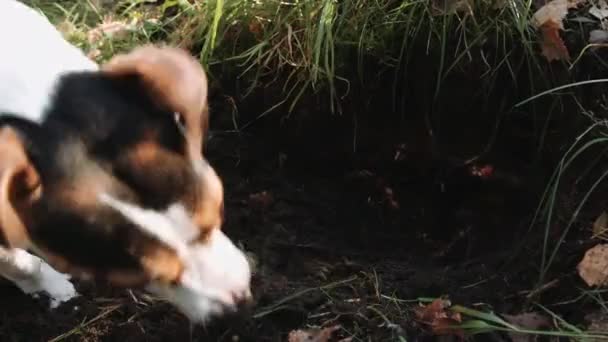 Hondenras Jack Russell Terrier wandeling in het Park — Stockvideo