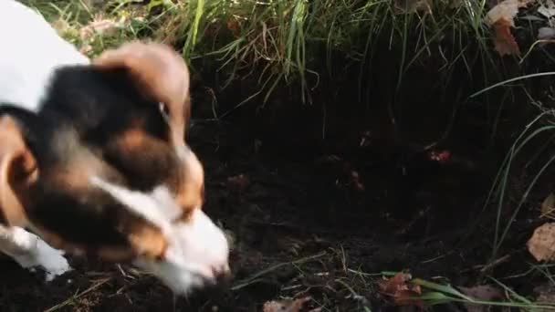 Raça de cão Jack Russell Terrier passeio no Parque — Vídeo de Stock