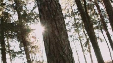 güneş ışığı altında sonbahar orman