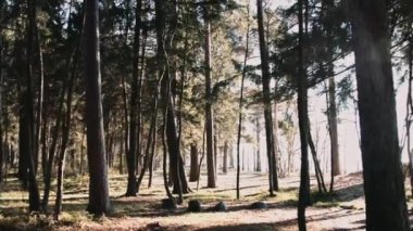güneş ışığı altında sonbahar orman