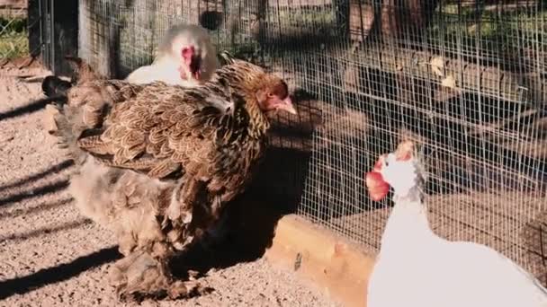Amanecer sobre el gallinero — Vídeos de Stock