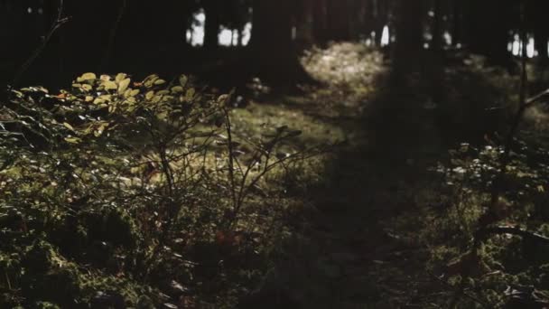 Güneş ışığı altında sonbahar orman — Stok video