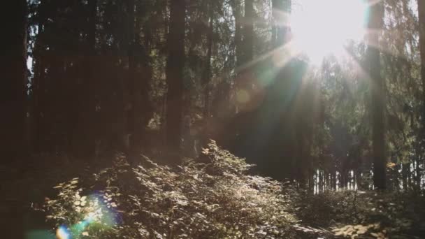 Hösten skogen i solljus — Stockvideo