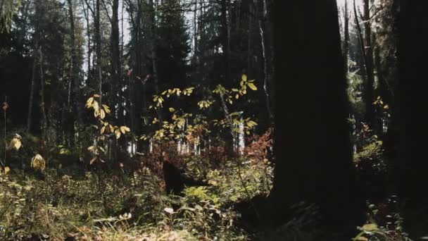 Floresta de outono à luz do sol — Vídeo de Stock