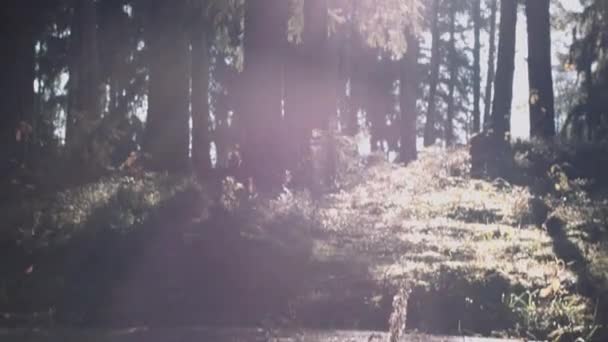 Herbstwald im Sonnenlicht — Stockvideo