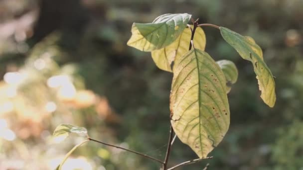 植物中的分支 — 图库视频影像