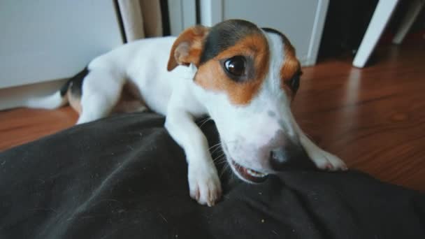 Jack Russell Terrier is in its place and something gnaws — Stock Video
