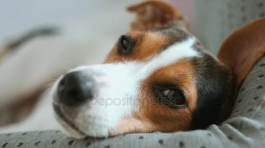 köpek uzakta arıyorsunuz