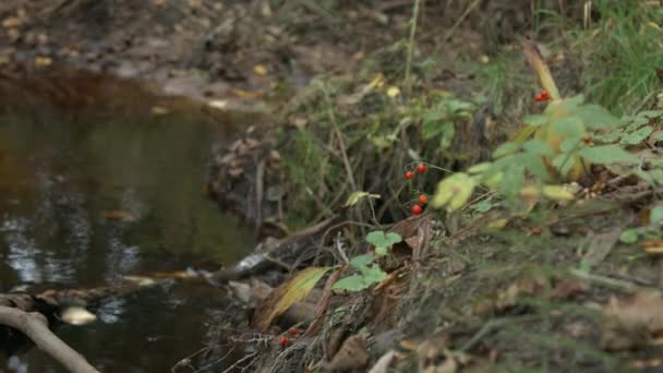 Vue sur la plage du ruisseau — Video