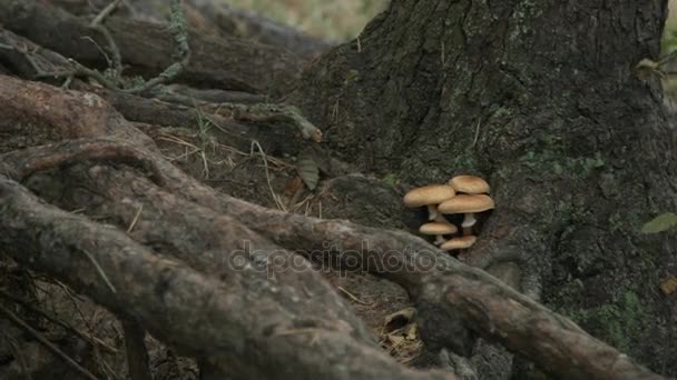 Piccoli piccoli funghi che crescono sul tronco dell'albero . — Video Stock