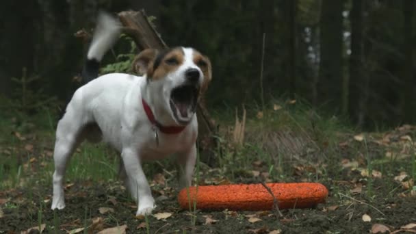 Маленький собака з іграшкою — стокове відео