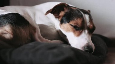 Jack Russell köpek yastığın üzerinde yatıyordu.
