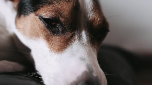Jack Russell köpek yastığın üzerinde yatıyordu. — Stok video