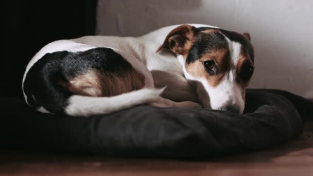 Jack Russell dog lay on the pillow. — Stock Video