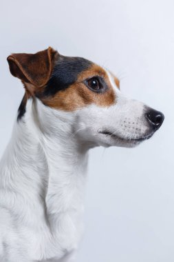 Beyaz arka planda küçük köpek