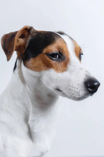 白い背景の上の小さな犬 — ストック写真