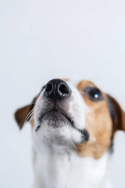 Liten hund på vit bakgrund — Stockfoto