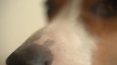 Küçük köpek yatakta yatıyordu