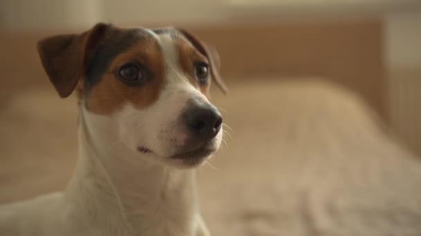 Kleine hond liggend op het bed — Stockvideo