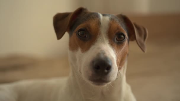 Piccolo cane sdraiato sul letto — Video Stock